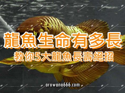 龍魚 壽命 梅根八字